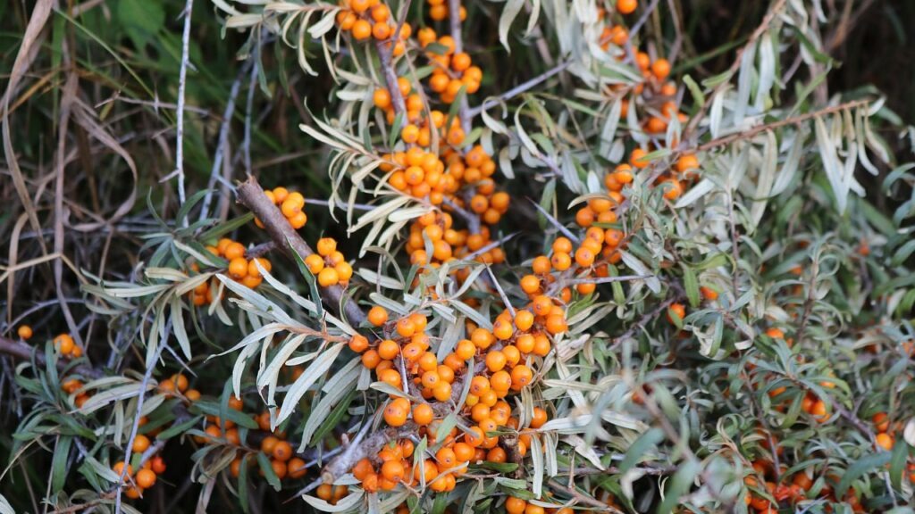 2018-08-20 18_28 Rumänien 147 Sanddorn