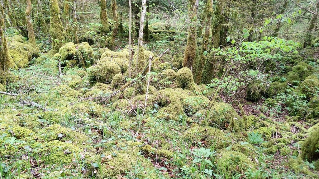 Womo Reise in französischen Jura Sentier Karstique 3